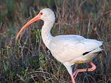 White Ibis_36244